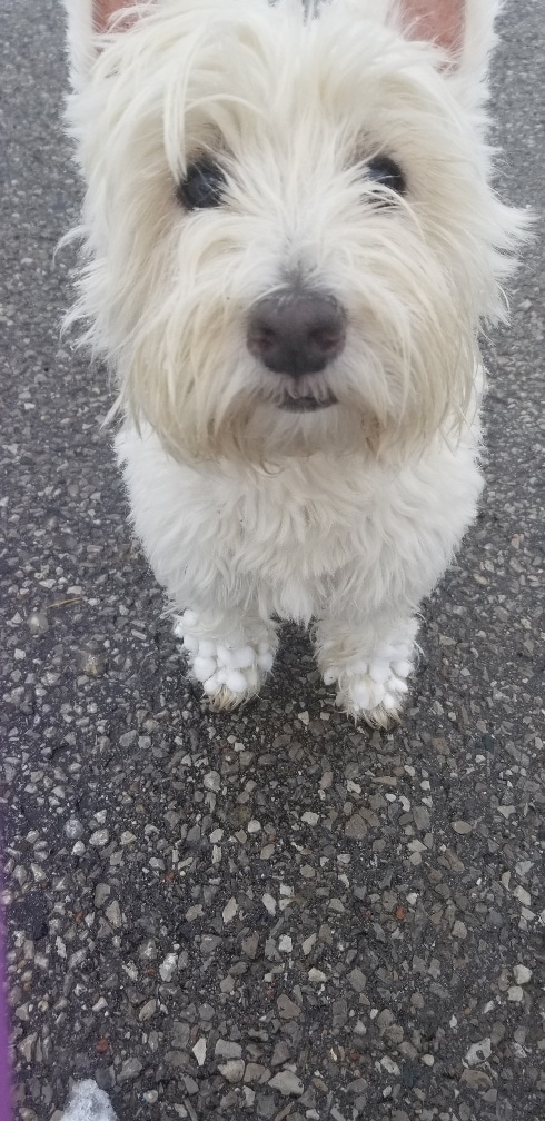 Douglas snow paws