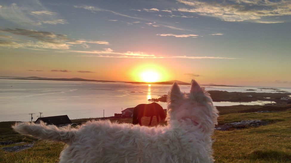 WESTIE IN HARRIS