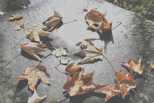 photo of fallen leaves in autumn to accompany my poem about the ending of things