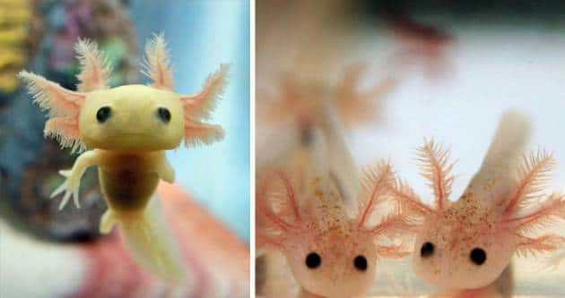 baby axolotl 2