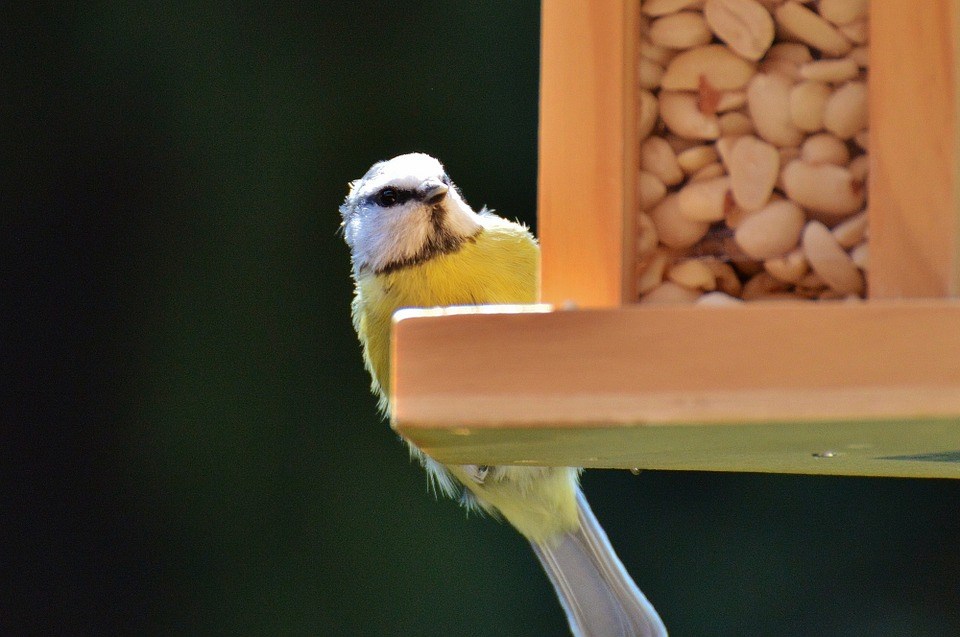 bird at feeder