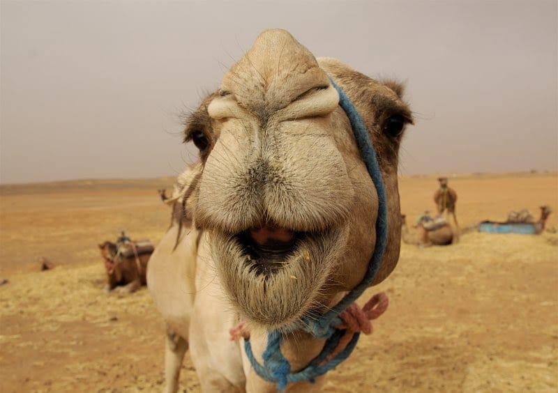 camel