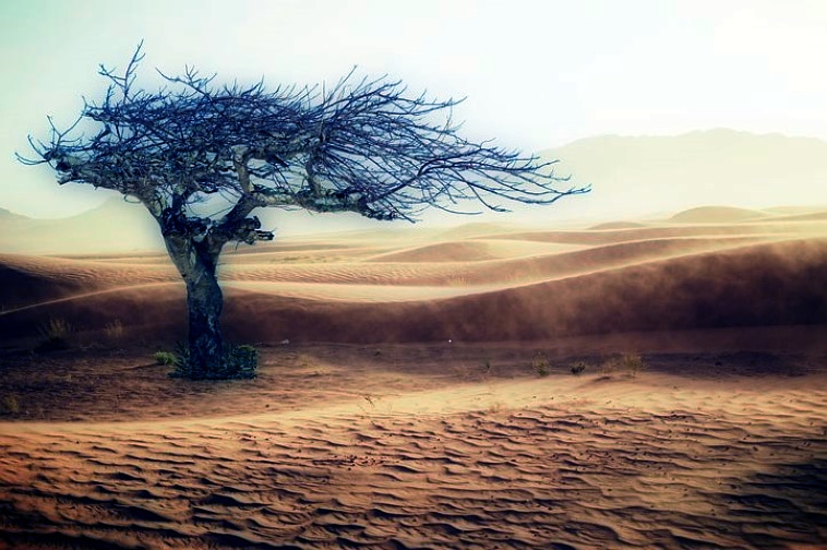 A poem by Tricia McCallum May 11, 2020. A parched windswept landscape in sepia tone with a large bare tree in foreground.