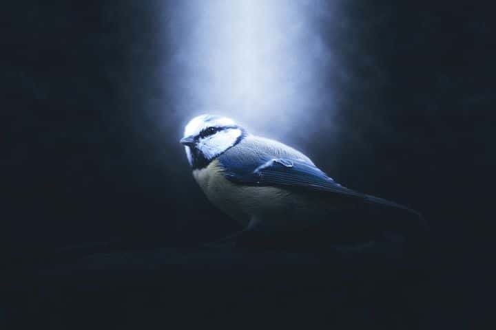 chickadee backlit