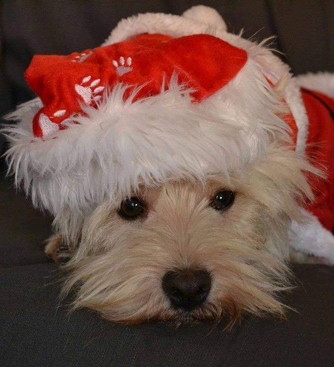 christmas westie