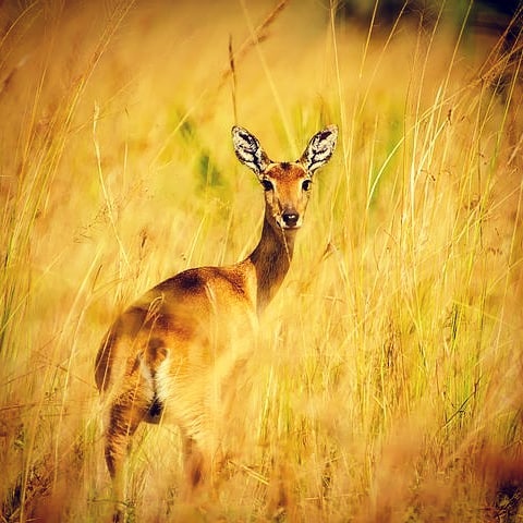 deer in gold