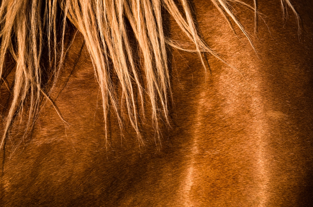 horse closeup