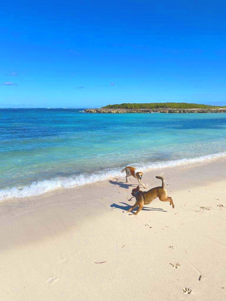 island dog photo