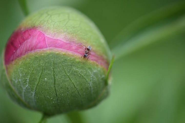 A poem by Tricia McCallum. Entitled Once Trite, Now Wise. April 2020., A tightly wrapped peony bud with aphid atop it.