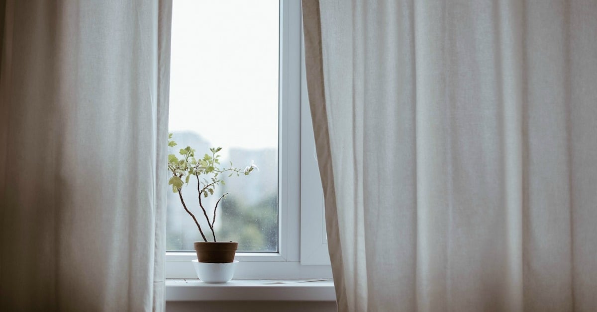 plant at window