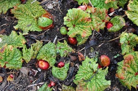 rhubarb