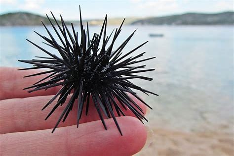 sea urchin 2