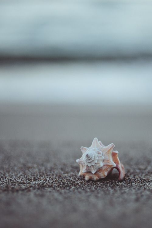 seashell