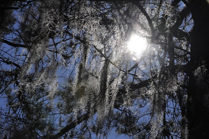 spanish moss