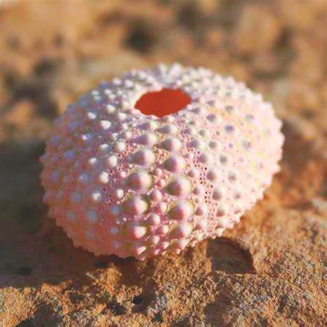 very pink sea urchin