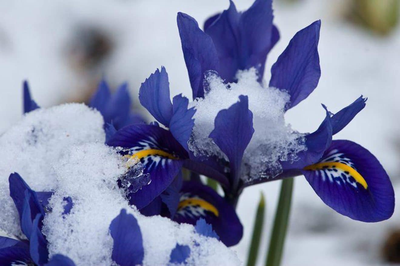 winter flowers